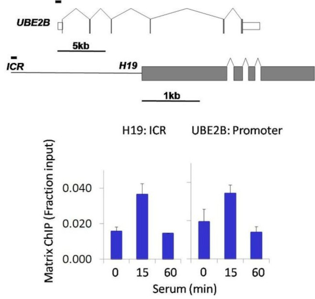 Phospho-GSK3B (Ser9) Antibody in ChIP Assay (ChIP)