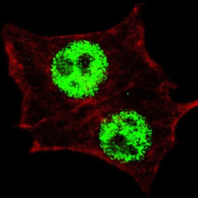 Phospho-KLF4 (Ser245) Antibody in Immunocytochemistry (ICC/IF)