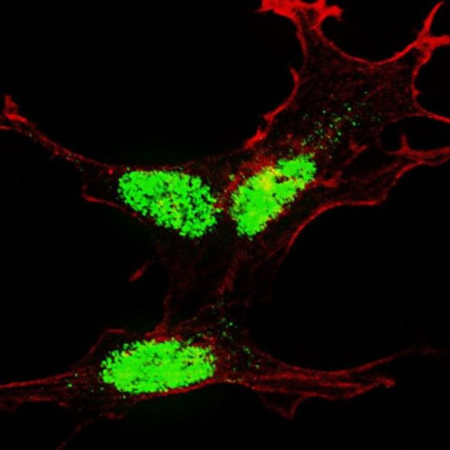 Phospho-KLF4 (Ser245) Antibody in Immunocytochemistry (ICC/IF)