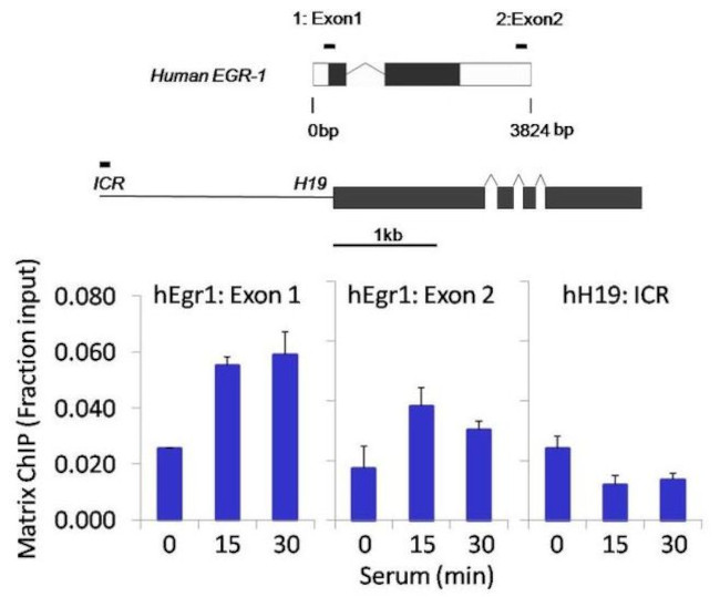 Phospho-STAT6 (Tyr641) Recombinant Monoclonal Antibody (46H1L12