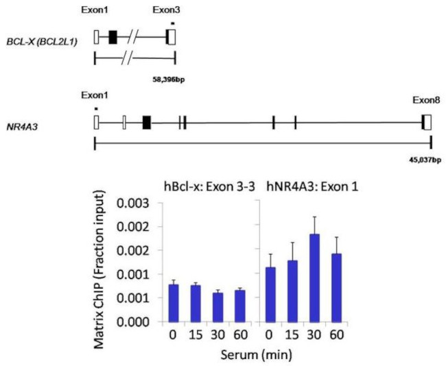 Phospho-c-Abl (Tyr89) Antibody in ChIP Assay (ChIP)