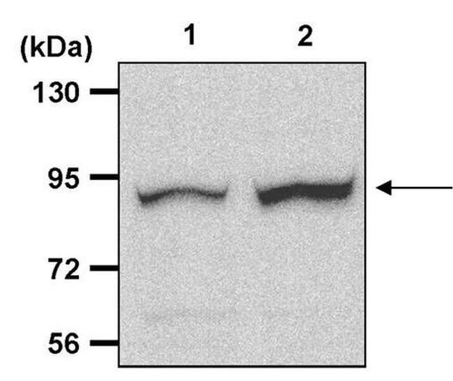 Phospho-RSK1 (Thr573) Antibody in Western Blot (WB)