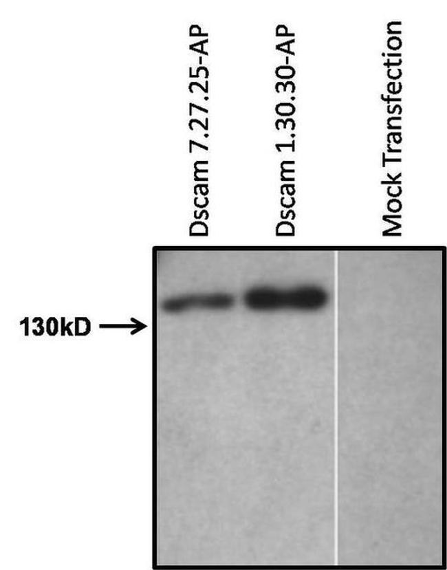 Placental Alkaline Phosphatase Antibody in Western Blot (WB)