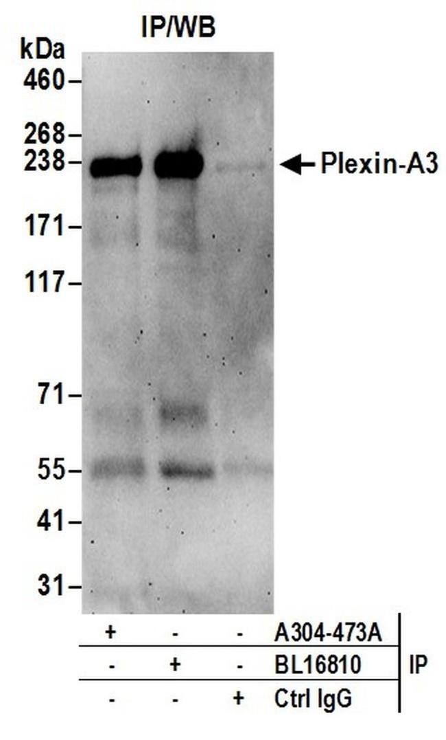 Plexin-A3 Antibody in Western Blot (WB)