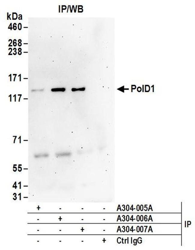 PolD1 Antibody in Western Blot (WB)