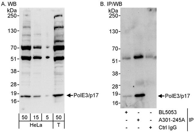 PolE3/p17 Antibody in Western Blot (WB)