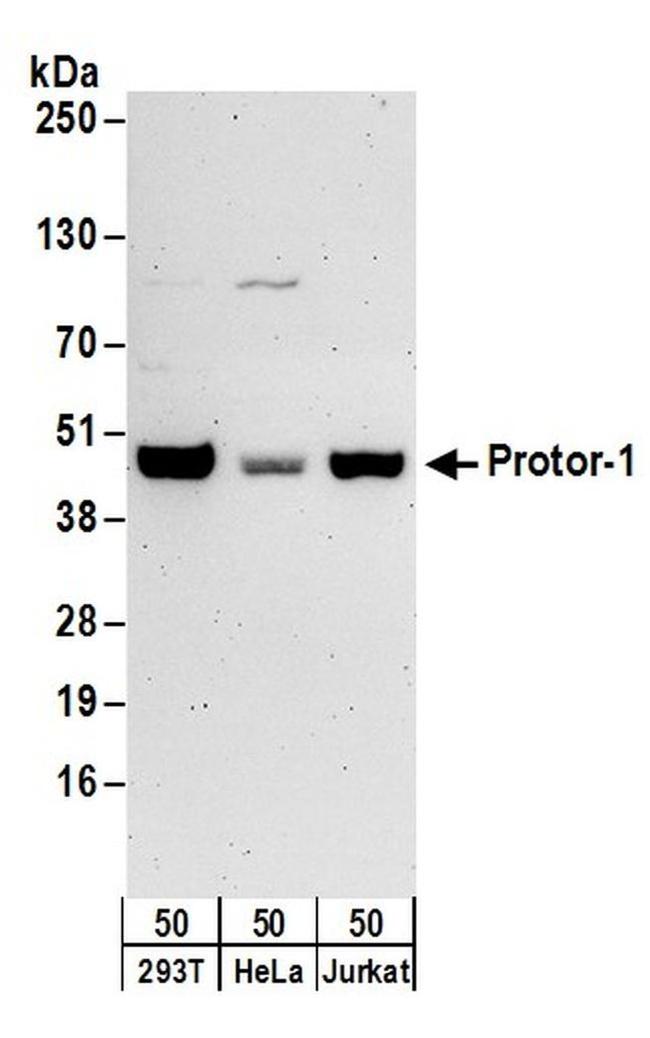 Protor-1 Antibody in Western Blot (WB)