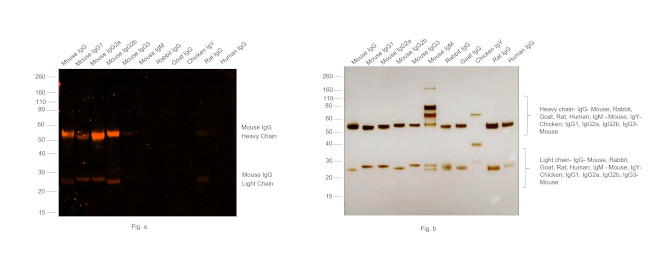 Mouse IgG (H+L) Secondary Antibody in Western Blot (WB)