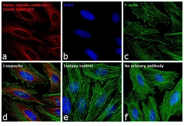 Mouse IgG (H+L) Secondary Antibody in Immunocytochemistry (ICC/IF)