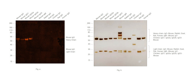 Mouse IgG (H+L) Secondary Antibody in Western Blot (WB)