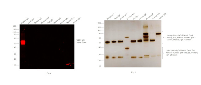 Rabbit IgG (H+L) Secondary Antibody