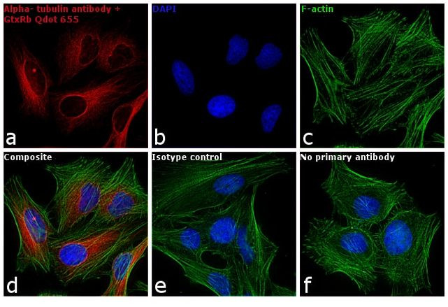 Rabbit IgG (H+L) Secondary Antibody in Immunocytochemistry (ICC/IF)