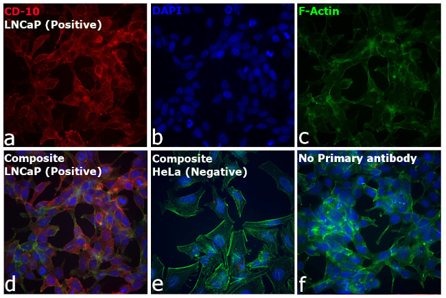 Goat IgG (H+L) Secondary Antibody in Immunocytochemistry (ICC/IF)