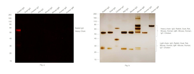 Rabbit IgG (H+L) Secondary Antibody in Western Blot (WB)