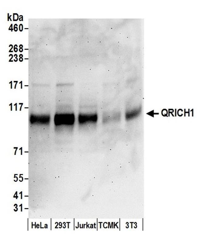 QRICH1 Antibody in Western Blot (WB)