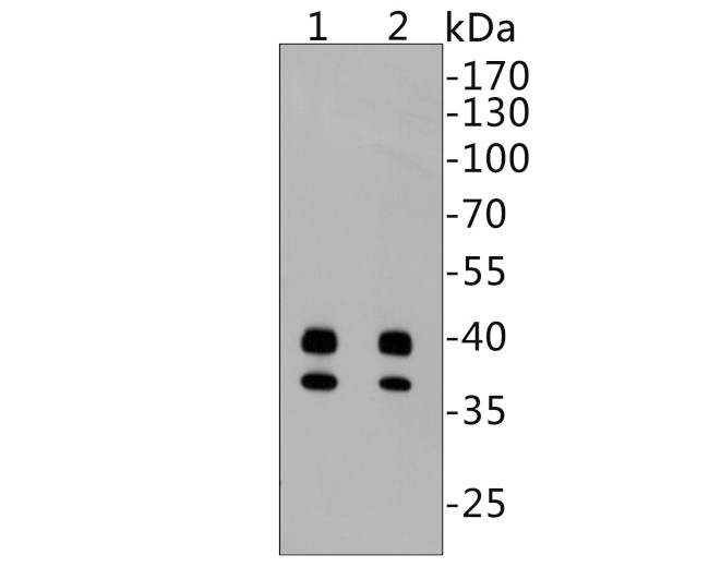 Active/Pro Caspase-9 Antibody in Western Blot (WB)