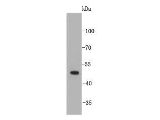 Angiopoietin-like 4 Antibody in Western Blot (WB)