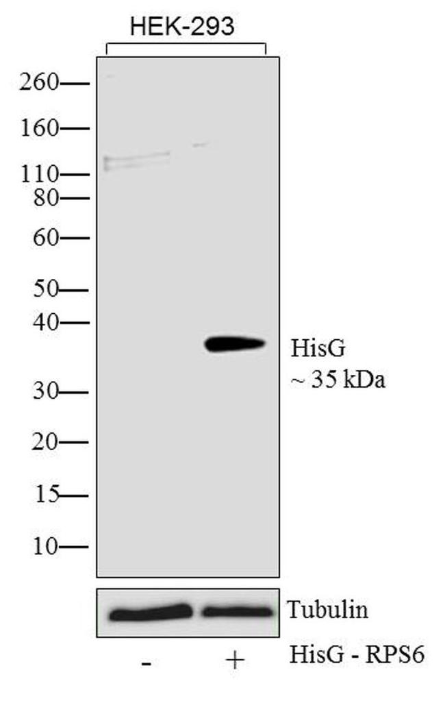 HisG Epitope Tag Antibody in Western Blot (WB)