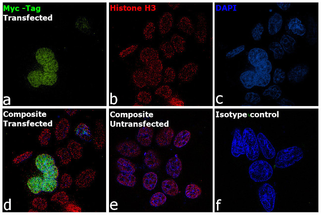 Myc Tag Antibody in Immunocytochemistry (ICC/IF)