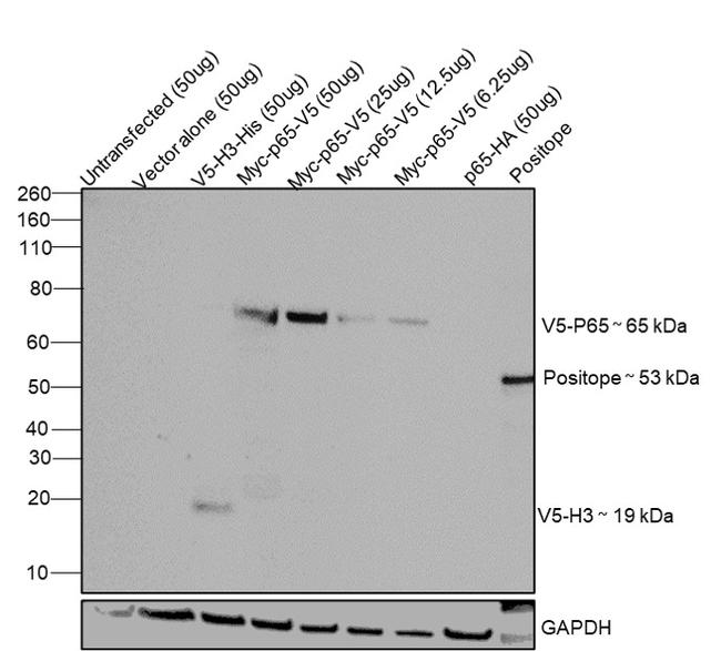 V5 Tag Monoclonal Antibody (R960-25)