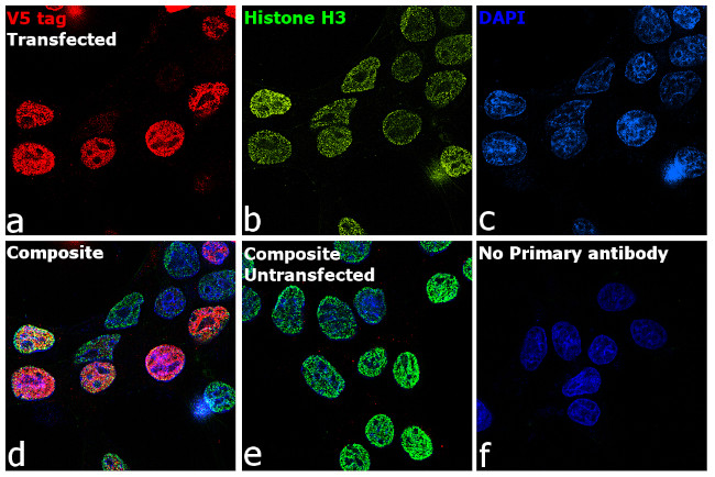 V5 Tag Antibody in Immunocytochemistry (ICC/IF)