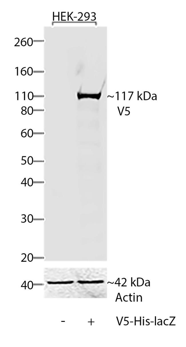 V5 Tag Monoclonal Antibody, HRP