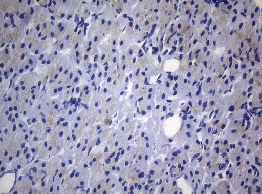 RAB3A Antibody in Immunohistochemistry (Paraffin) (IHC (P))