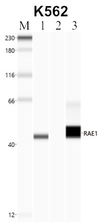 RAE1 Antibody in Immunoprecipitation (IP)