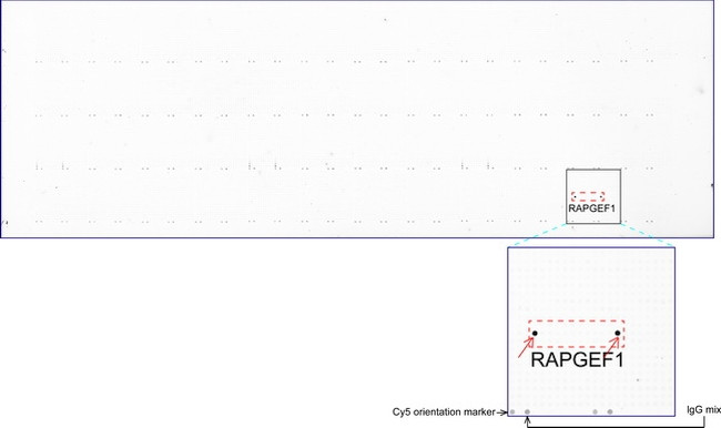 RAPGEF1 Antibody in Peptide array (ARRAY)