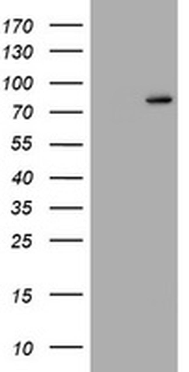RASGRP3 Antibody in Western Blot (WB)