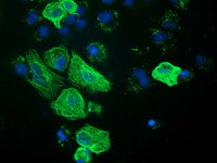 RASSF1 Antibody in Immunocytochemistry (ICC/IF)