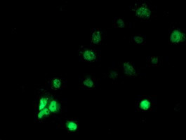 RBBP7 Antibody in Immunocytochemistry (ICC/IF)