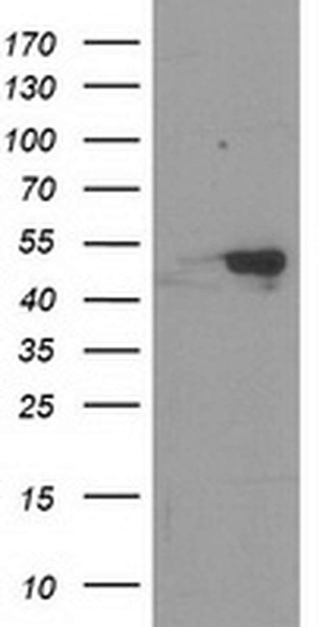 RBBP7 Antibody in Western Blot (WB)