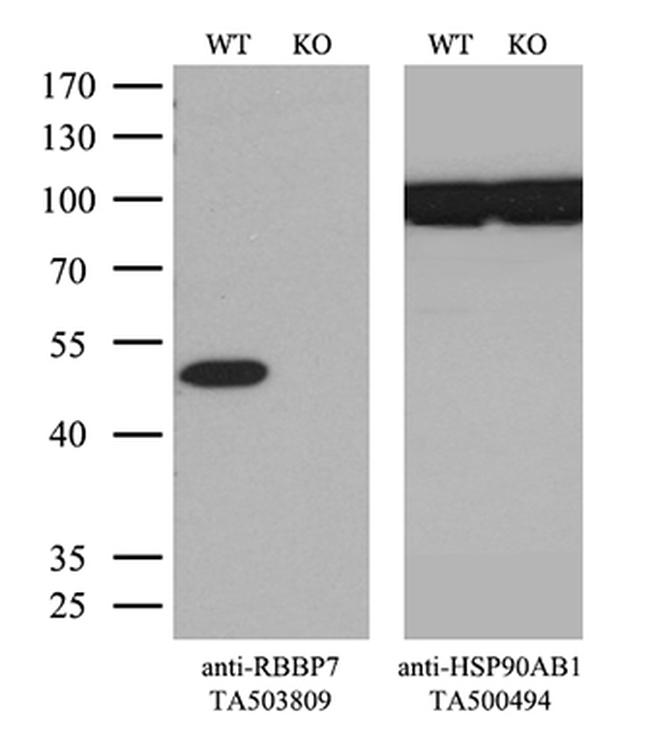 RBBP7 Antibody in Western Blot (WB)