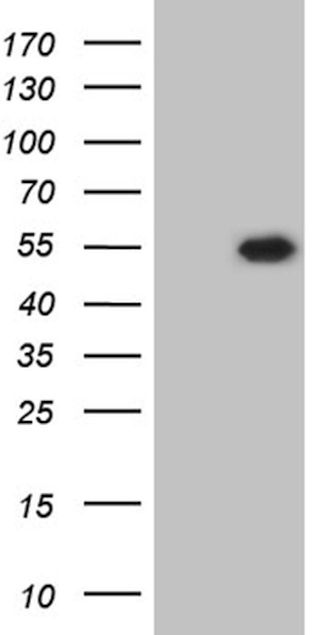 RBFOX3 Antibody in Western Blot (WB)