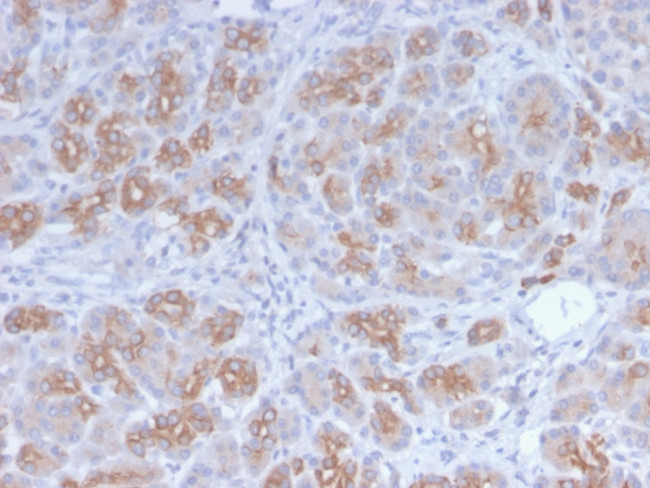 Golgi Complex Antibody in Immunohistochemistry (Paraffin) (IHC (P))