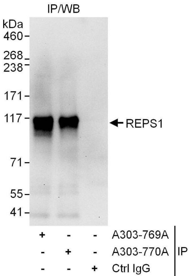 Reps1 Polyclonal Antibody A303 770a 1528