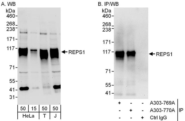 REPS1 Polyclonal Antibody (A303-769A)