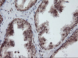 RFC2 Antibody in Immunohistochemistry (Paraffin) (IHC (P))