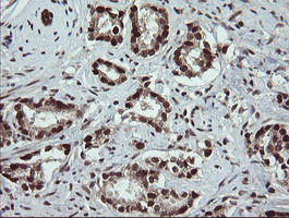 RFC2 Antibody in Immunohistochemistry (Paraffin) (IHC (P))