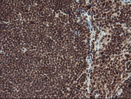 RFC2 Antibody in Immunohistochemistry (Paraffin) (IHC (P))