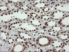 RFC2 Antibody in Immunohistochemistry (Paraffin) (IHC (P))