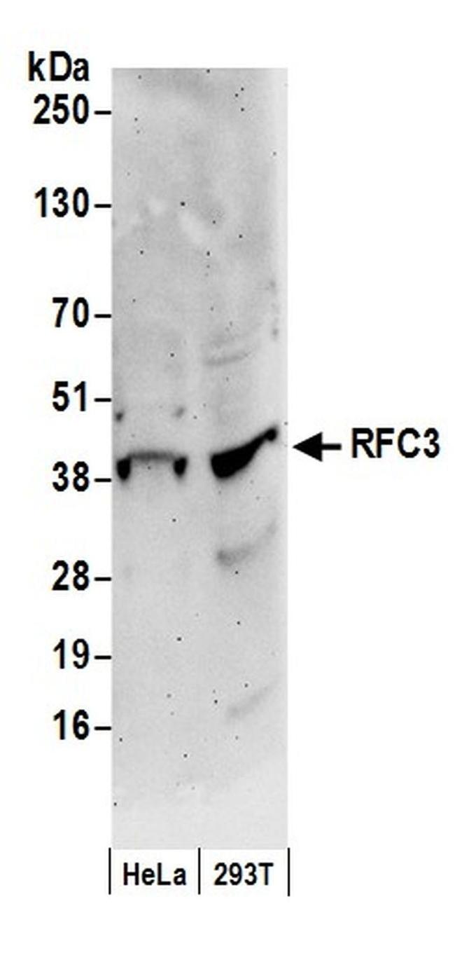 RFC3 Antibody in Western Blot (WB)