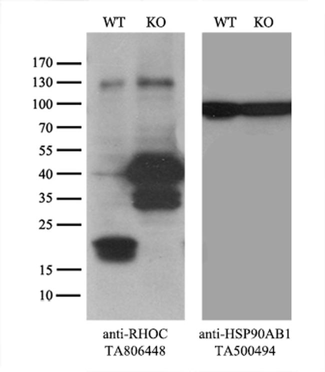 RHOC Antibody in Western Blot (WB)