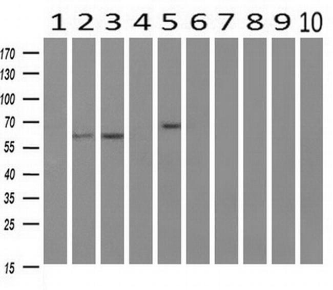 RIC8A Antibody in Western Blot (WB)