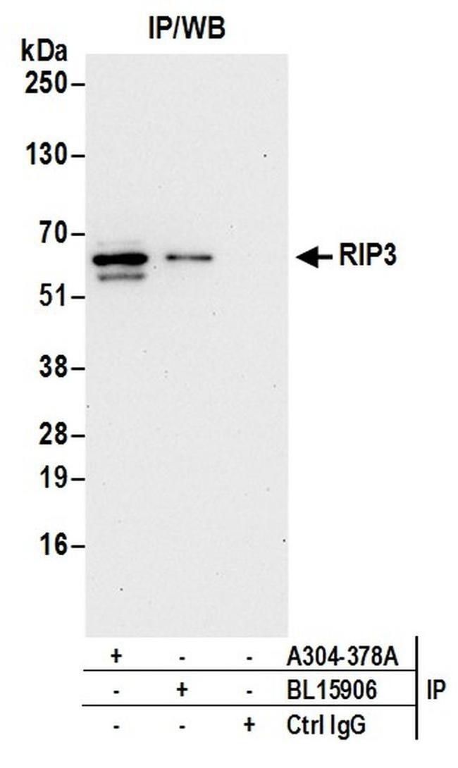 RIP3 Antibody in Western Blot (WB)