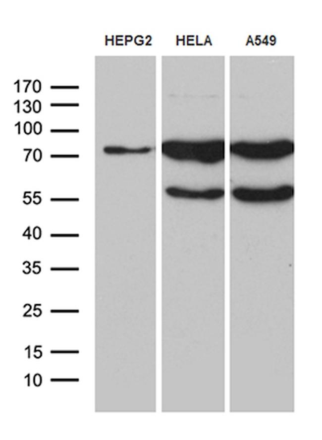 RLIM Antibody in Western Blot (WB)