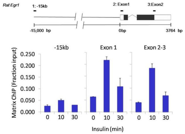 Phospho-RNA pol II CTD (Ser5) Antibody in ChIP Assay (ChIP)