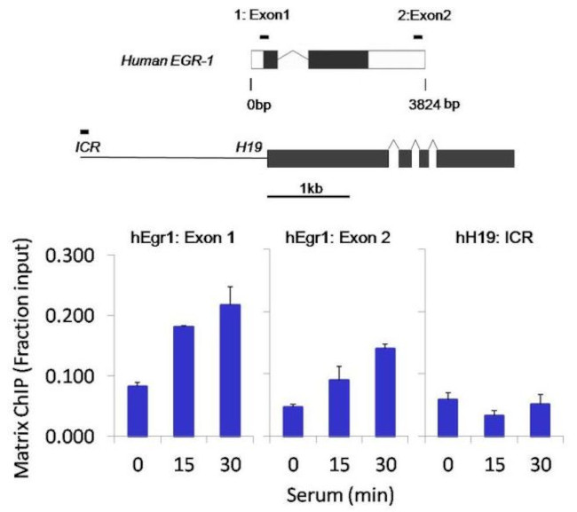 Phospho-RNA pol II CTD (Ser5) Antibody in ChIP Assay (ChIP)