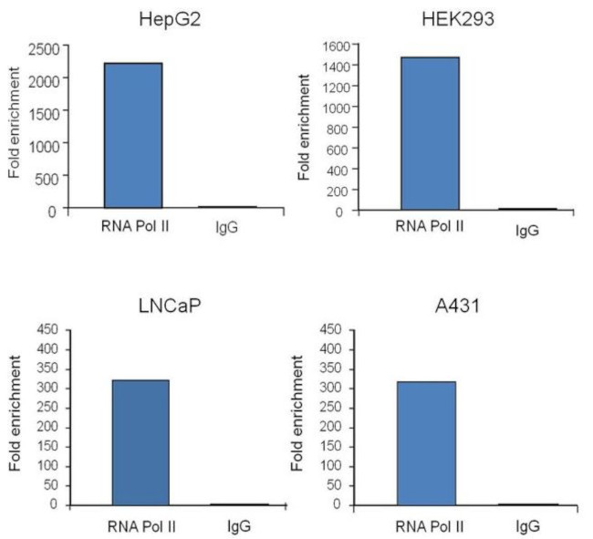 Phospho-RNA pol II CTD (Ser5) Antibody in ChIP Assay (ChIP)